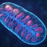 The Mitochondrial Nutrient Missing From Every Supplement